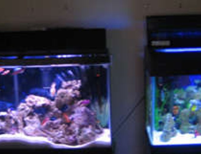 38 gallons saltwater fish tank (mostly fish, little/no live coral) - tank 1 and tank 2 38 gallons saltwater fish tank (mostly fish, little/no live coral) - tank 1 and tank 2
