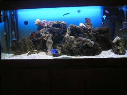 Rated #92: 200 Gallons Saltwater Fish Tank - my 4 foot tank with 2 new anenomes & live rock. 2 tomato clowns, 1 coral beauty,1 blue tang,1 zebra humbug,1 cleaner wrasse, 4 blue schooling fish,2 hermits, 1 skunk shrimp,5 snails. heaps of live rock, clam shells. getting ready to add corals + maybe another fish Rated #92: 200 Gallons Saltwater Fish Tank - my 4 foot tank with 2 new anenomes & live rock. 2 tomato clowns, 1 coral beauty,1 blue tang,1 zebra humbug,1 cleaner wrasse, 4 blue schooling fish,2 hermits, 1 skunk shrimp,5 snails. heaps of live rock, clam shells. getting ready to add corals + maybe another fish