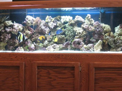 Rated #3: 120 Gallons Saltwater Fish Tank - My 120 gal Fish Tank Rated #3: 120 Gallons Saltwater Fish Tank - My 120 gal Fish Tank