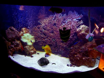 Rated #20: 54 Gallons Saltwater Fish Tank - When Tank First Started Out. Rated #20: 54 Gallons Saltwater Fish Tank - When Tank First Started Out.