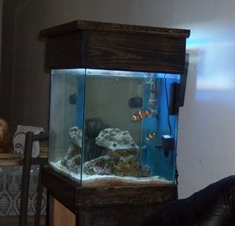 Rated #60: 48 Gallons Saltwater Fish Tank - 13 gal salt water tank soon to a nano Rated #60: 48 Gallons Saltwater Fish Tank - 13 gal salt water tank soon to a nano