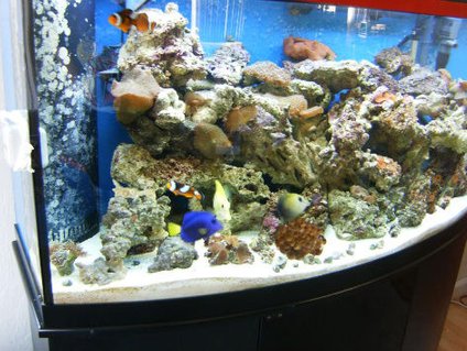 Rated #15: 72 Gallons Saltwater Fish Tank - Antoher pic of my tank a little less blury Rated #15: 72 Gallons Saltwater Fish Tank - Antoher pic of my tank a little less blury
