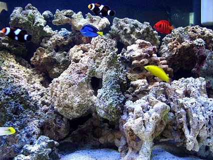 Rated #4: 75 Gallons Saltwater Fish Tank - Various fish Rated #4: 75 Gallons Saltwater Fish Tank - Various fish