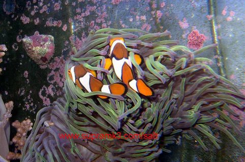 Rated #14: 125 Gallons Saltwater Fish Tank - nemo Rated #14: 125 Gallons Saltwater Fish Tank - nemo