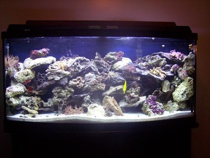 Rated #56: 72 Gallons Saltwater Fish Tank - 72 Gal. bow front. There is 1 emperior 400 filter with along with a magnum 350 and a skilter 450. This tank has: 60 pounds reef sand, 75 lbs base rock, 50 lbs live rock, 2 leather corals, 3 anemones,3 feather dusters, 3 colonies of red mushrooms, 1 clam, 1 yellow tang,1 demsal, 1 maroon clown, 1 scooter blenny, 5 chromis, 1 pink cucumber,2 cleaner shrimp, 1 scallop, 1 angelfish, 1 serpent star. Rated #56: 72 Gallons Saltwater Fish Tank - 72 Gal. bow front. There is 1 emperior 400 filter with along with a magnum 350 and a skilter 450. This tank has: 60 pounds reef sand, 75 lbs base rock, 50 lbs live rock, 2 leather corals, 3 anemones,3 feather dusters, 3 colonies of red mushrooms, 1 clam, 1 yellow tang,1 demsal, 1 maroon clown, 1 scooter blenny, 5 chromis, 1 pink cucumber,2 cleaner shrimp, 1 scallop, 1 angelfish, 1 serpent star.