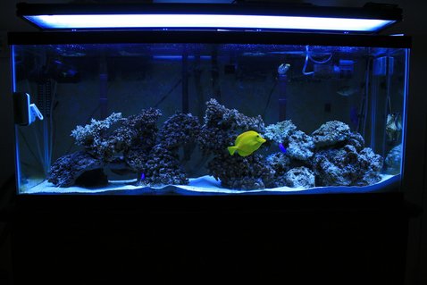 Rated #7: 100 Gallons Saltwater Fish Tank - my new tank Rated #7: 100 Gallons Saltwater Fish Tank - my new tank