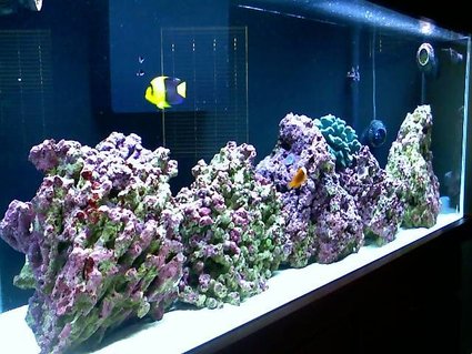 Rated #5: 55 Gallons Saltwater Fish Tank - 55g FOWLR Rated #5: 55 Gallons Saltwater Fish Tank - 55g FOWLR