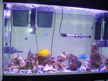Rated #51: 45 Gallons Saltwater Fish Tank - 45 Gallon Salt Water Fish Tank. Started on January 27th, 2006. This picture was taken on February 15th,, 2006. There are 2 3-Stripe Damsels, 2 Domino Damsels, 2 Yellow- Tail & 2 Yellow-Bellied Damsels, Blue Damsel, Royal Gramma Basselet, & Yellow Tang, anenome, crabs, shrimp, snail, starfish, & about 25/30 lbs. of live rock. Rated #51: 45 Gallons Saltwater Fish Tank - 45 Gallon Salt Water Fish Tank. Started on January 27th, 2006. This picture was taken on February 15th,, 2006. There are 2 3-Stripe Damsels, 2 Domino Damsels, 2 Yellow- Tail & 2 Yellow-Bellied Damsels, Blue Damsel, Royal Gramma Basselet, & Yellow Tang, anenome, crabs, shrimp, snail, starfish, & about 25/30 lbs. of live rock.