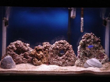 Rated #58: 29 Gallons Saltwater Fish Tank - This is where I stand it has been a little over 2 months. Rated #58: 29 Gallons Saltwater Fish Tank - This is where I stand it has been a little over 2 months.