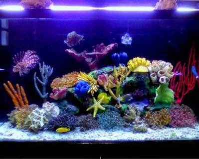 Rated #39: 120 Gallons Saltwater Fish Tank - My renovaded tannk !!!!!! new stuff to make even better !!!!! Rated #39: 120 Gallons Saltwater Fish Tank - My renovaded tannk !!!!!! new stuff to make even better !!!!!