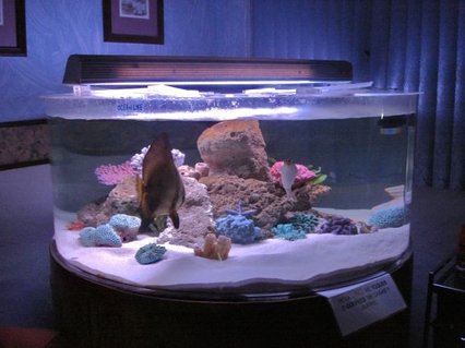 Rated #9: 375 Gallons Saltwater Fish Tank - 150 gal acrylic tank Rated #9: 375 Gallons Saltwater Fish Tank - 150 gal acrylic tank