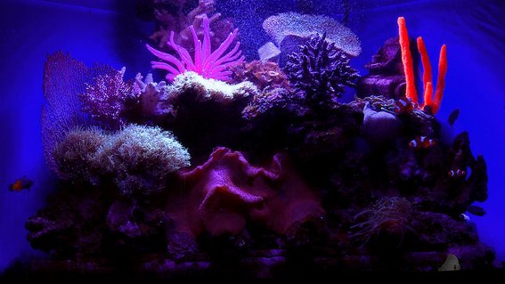 Rated #3: 29 Gallons Saltwater Fish Tank - Under the black light, custom homemade resin coral pieces glow. You can faintly see a couple of clowns, a yellowtail blue damsel, and a yellow tang swimming along. Rated #3: 29 Gallons Saltwater Fish Tank - Under the black light, custom homemade resin coral pieces glow. You can faintly see a couple of clowns, a yellowtail blue damsel, and a yellow tang swimming along.