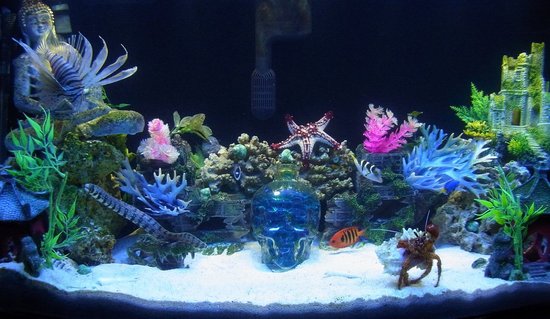 Rated #1: 50 Gallons Saltwater Fish Tank - 50 gallon bowfront Rated #1: 50 Gallons Saltwater Fish Tank - 50 gallon bowfront