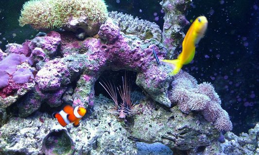 Rated #2: 37 Gallons Saltwater Fish Tank - My kids Rated #2: 37 Gallons Saltwater Fish Tank - My kids