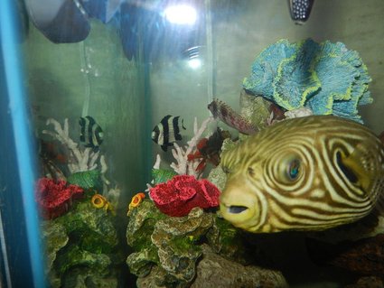 Rated #8: 62 Gallons Saltwater Fish Tank - The Gang Rated #8: 62 Gallons Saltwater Fish Tank - The Gang
