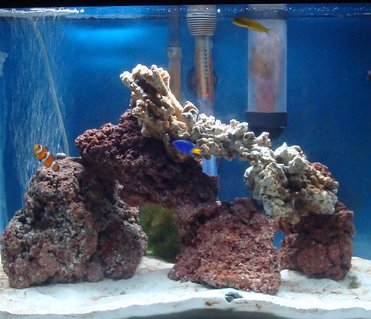 Rated #15: 20 Gallons Saltwater Fish Tank - 20 gallon Rated #15: 20 Gallons Saltwater Fish Tank - 20 gallon