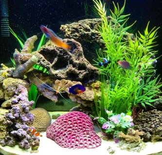 Rated #12: 26 Gallons Saltwater Fish Tank - Hard to get all of them in the same picture, and not moving so its not blurry. Lol Best one I had out of the 100 I tried. Rated #12: 26 Gallons Saltwater Fish Tank - Hard to get all of them in the same picture, and not moving so its not blurry. Lol Best one I had out of the 100 I tried.
