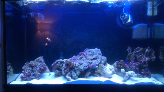 Rated #11: 90 Gallons Saltwater Fish Tank - More rock added Rated #11: 90 Gallons Saltwater Fish Tank - More rock added