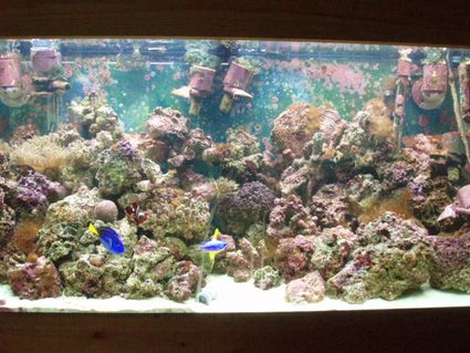 Rated #18: 90 Gallons Saltwater Fish Tank - 90 Gallon FOWLR.....only a half a year old, so its got some more thriving to do still...lol Rated #18: 90 Gallons Saltwater Fish Tank - 90 Gallon FOWLR.....only a half a year old, so its got some more thriving to do still...lol
