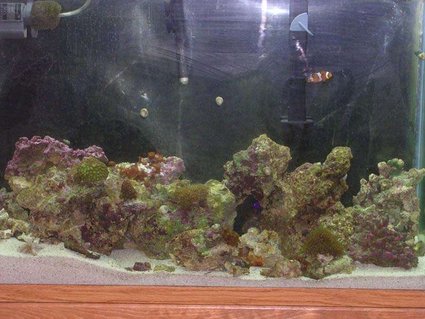 Rated #60: 45 Gallons Saltwater Fish Tank - work in progress Rated #60: 45 Gallons Saltwater Fish Tank - work in progress