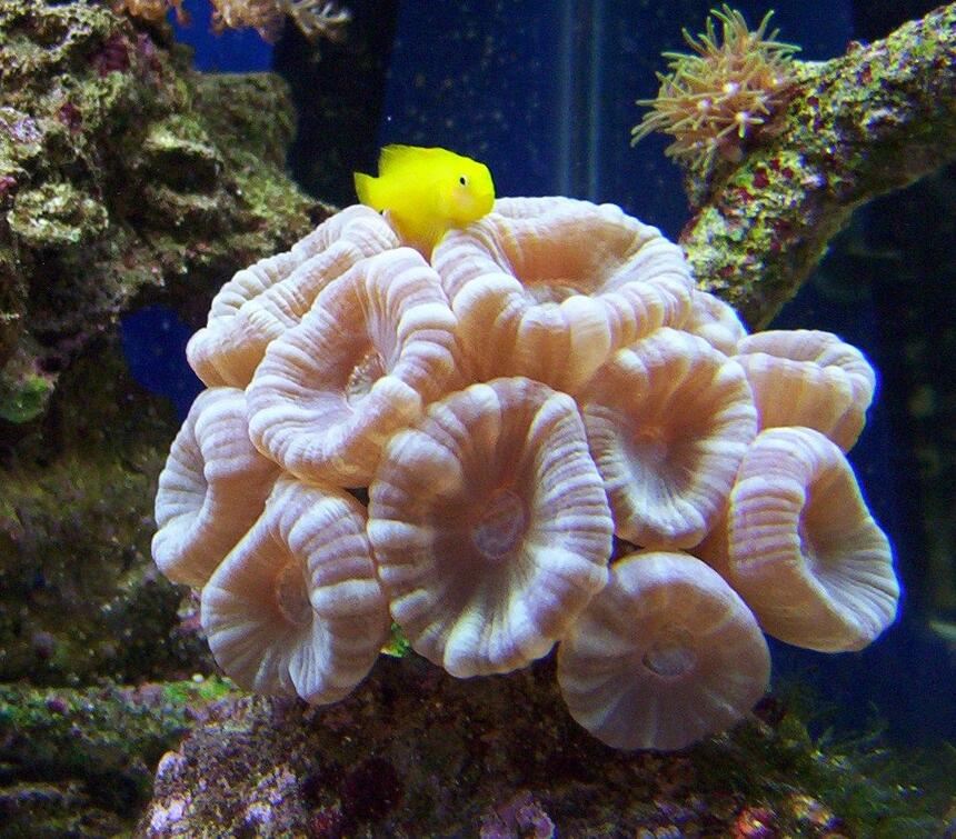 Rated #65: 65 Gallons Saltwater Fish Tank - blue trumpet coral! goby likes his pic taken Rated #65: 65 Gallons Saltwater Fish Tank - blue trumpet coral! goby likes his pic taken
