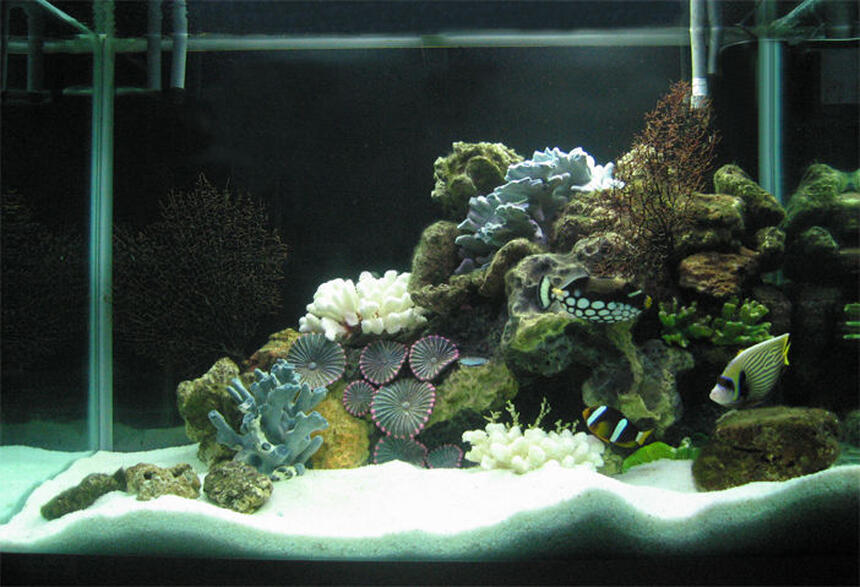 Rated #46: 80 Gallons Saltwater Fish Tank - 80G with dead corals but loads of live rocks collected by hand from the nearby ocean... 700W of CFL 6500K. 4G Canister filter with activated carbon & seachem mix, protein skimmer, UV sterilizer, 2 Power filters (4000 l/ph). That Rated #46: 80 Gallons Saltwater Fish Tank - 80G with dead corals but loads of live rocks collected by hand from the nearby ocean... 700W of CFL 6500K. 4G Canister filter with activated carbon & seachem mix, protein skimmer, UV sterilizer, 2 Power filters (4000 l/ph). That's about it.