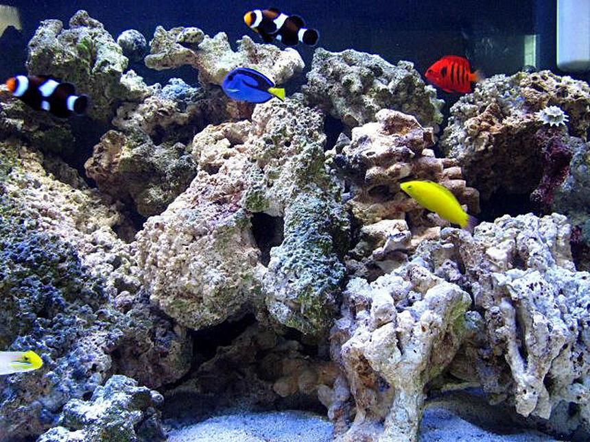 Rated #16: 75 Gallons Saltwater Fish Tank - Various fish Rated #16: 75 Gallons Saltwater Fish Tank - Various fish