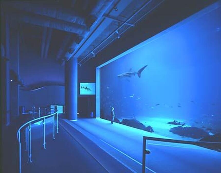 Rated #71: 100 Gallons Saltwater Fish Tank - A.R.S Rated #71: 100 Gallons Saltwater Fish Tank - A.R.S