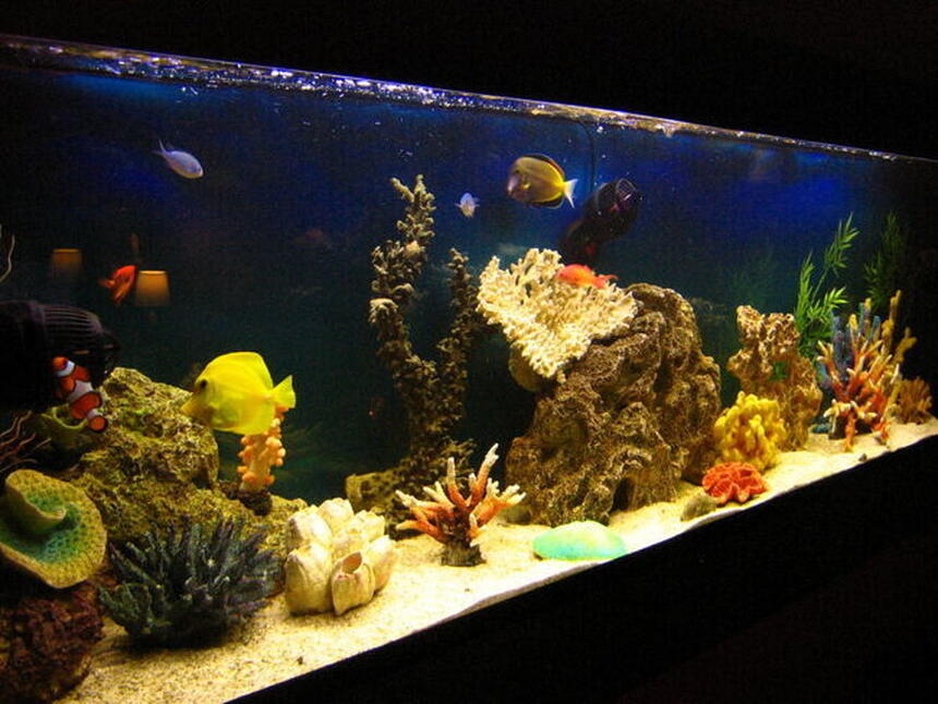 Rated #34: 105 Gallons Saltwater Fish Tank - Fish only tank after 1 year Rated #34: 105 Gallons Saltwater Fish Tank - Fish only tank after 1 year