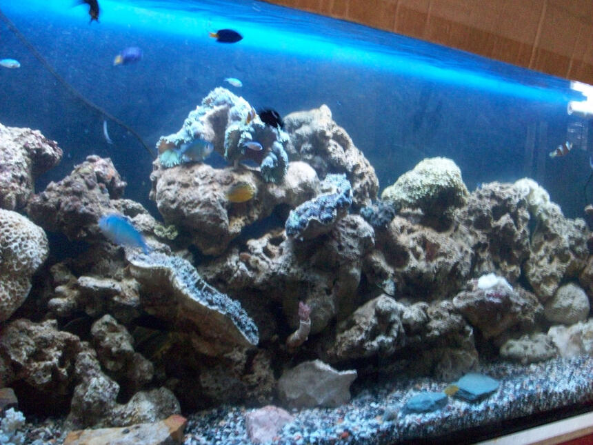 Rated #72: 60 Gallons Saltwater Fish Tank - 70 gal FWLR, newbie set-up Rated #72: 60 Gallons Saltwater Fish Tank - 70 gal FWLR, newbie set-up