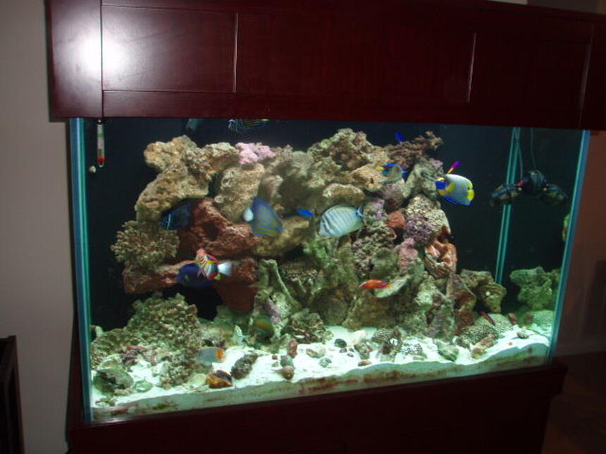 Rated #49: 150 Gallons Saltwater Fish Tank - Angelic Rated #49: 150 Gallons Saltwater Fish Tank - Angelic