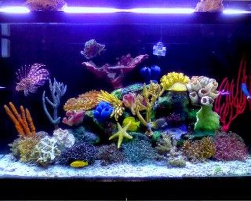 Rated #39: 120 Gallons Saltwater Fish Tank - My renovaded tannk !!!!!! new stuff to make even better !!!!! Rated #39: 120 Gallons Saltwater Fish Tank - My renovaded tannk !!!!!! new stuff to make even better !!!!!