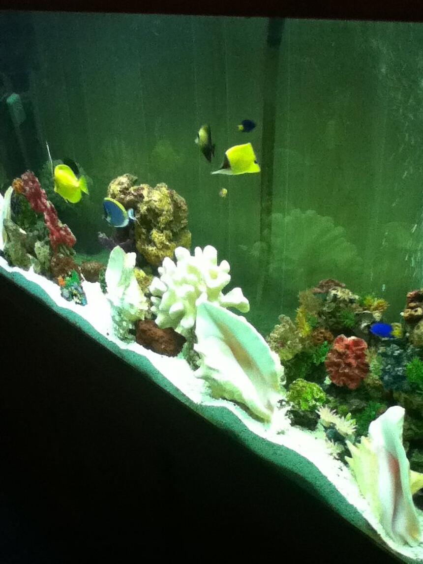 Rated #10: 150 Gallons Saltwater Fish Tank - go fish! Rated #10: 150 Gallons Saltwater Fish Tank - go fish!
