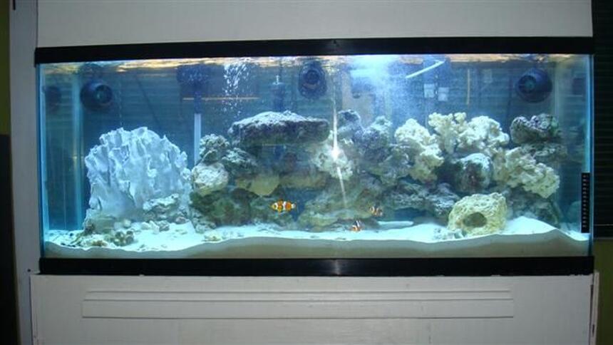 Rated #47: 55 Gallons Saltwater Fish Tank - My 55 gallon with 300 watt power compact lights, fluval 405 filter, 3 hydor coralia powerheads, 3 clowns and dragon wrasse Rated #47: 55 Gallons Saltwater Fish Tank - My 55 gallon with 300 watt power compact lights, fluval 405 filter, 3 hydor coralia powerheads, 3 clowns and dragon wrasse