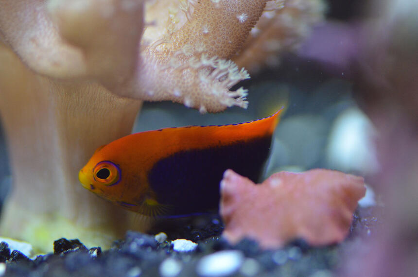 Rated #4: 29 Gallons Saltwater Fish Tank - Flameback Angel Rated #4: 29 Gallons Saltwater Fish Tank - Flameback Angel