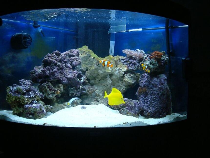 Rated #95: 50 Gallons Saltwater Fish Tank - Juwel Trigon 190 about 5 weeks after purchase. Rated #95: 50 Gallons Saltwater Fish Tank - Juwel Trigon 190 about 5 weeks after purchase.