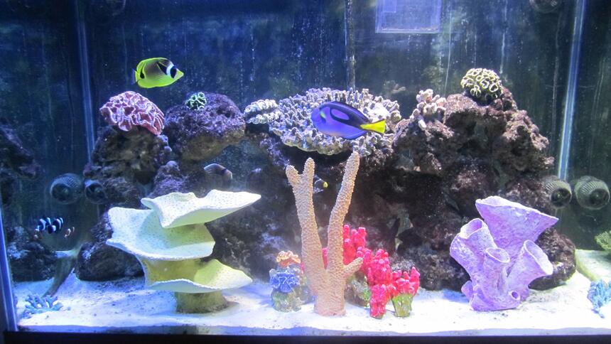 Rated #4: 150 Gallons Saltwater Fish Tank - Front View Rated #4: 150 Gallons Saltwater Fish Tank - Front View