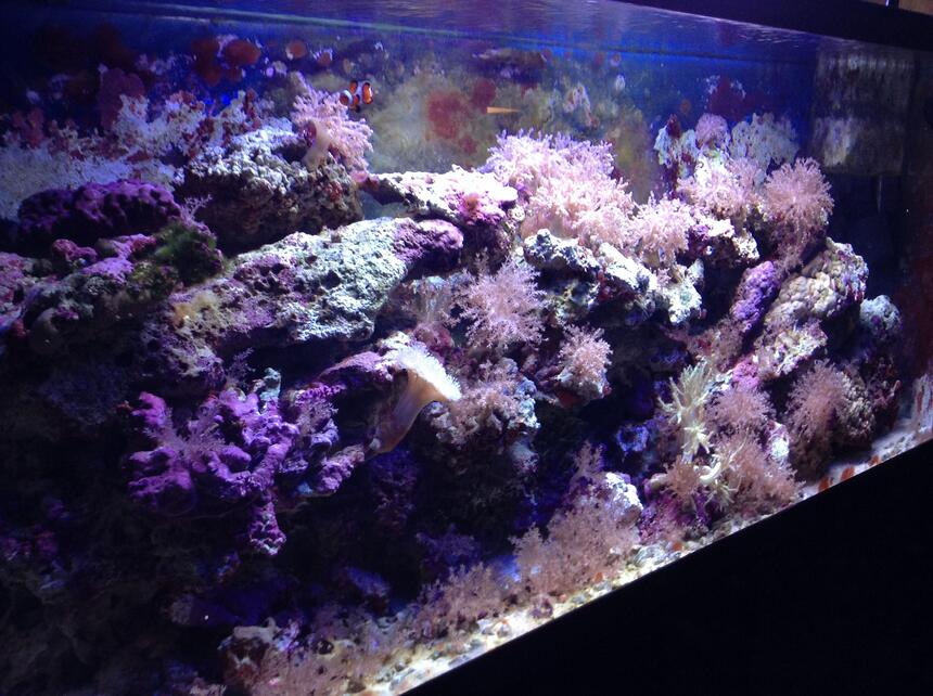 Rated #41: 55 Gallons Saltwater Fish Tank - Tank Rated #41: 55 Gallons Saltwater Fish Tank - Tank