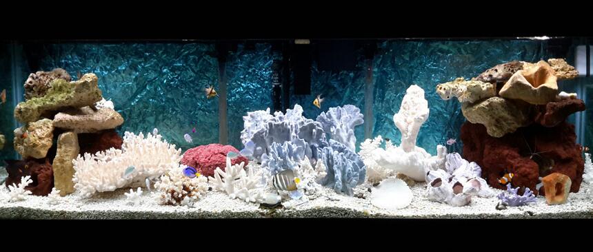 Rated #43: 125 Gallons Saltwater Fish Tank - Our little slice of the ocean! Rated #43: 125 Gallons Saltwater Fish Tank - Our little slice of the ocean!