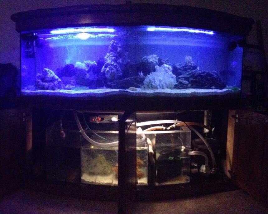 Rated #9: 120 Gallons Saltwater Fish Tank - Sump/Refugium addition is a success. Soon to come, REEF ! Rated #9: 120 Gallons Saltwater Fish Tank - Sump/Refugium addition is a success. Soon to come, REEF !