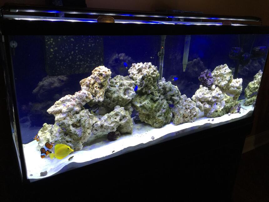 Rated #3: 55 Gallons Saltwater Fish Tank - 55 gallon FOWLR Rated #3: 55 Gallons Saltwater Fish Tank - 55 gallon FOWLR