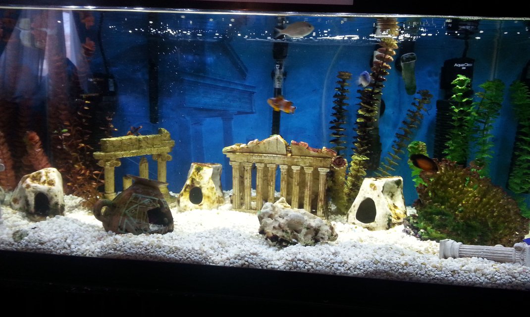 Rated #6: 40 Gallons Saltwater Fish Tank - My 40 Gallon Breeder Rated #6: 40 Gallons Saltwater Fish Tank - My 40 Gallon Breeder