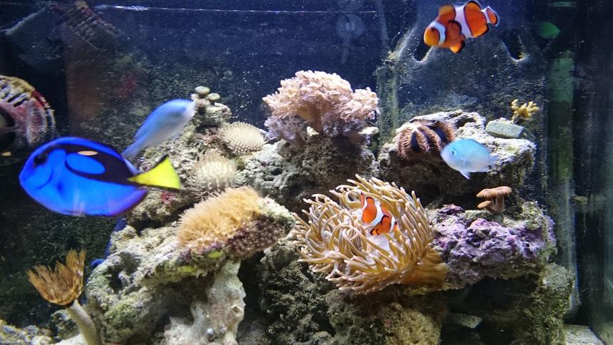 Rated #2: 11 Gallons Saltwater Fish Tank - fts Rated #2: 11 Gallons Saltwater Fish Tank - fts