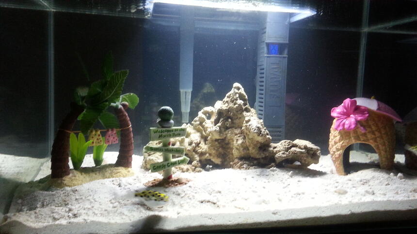 Rated #2: 75 Gallons Saltwater Fish Tank - 2x Green Spotted Puffer Rated #2: 75 Gallons Saltwater Fish Tank - 2x Green Spotted Puffer
