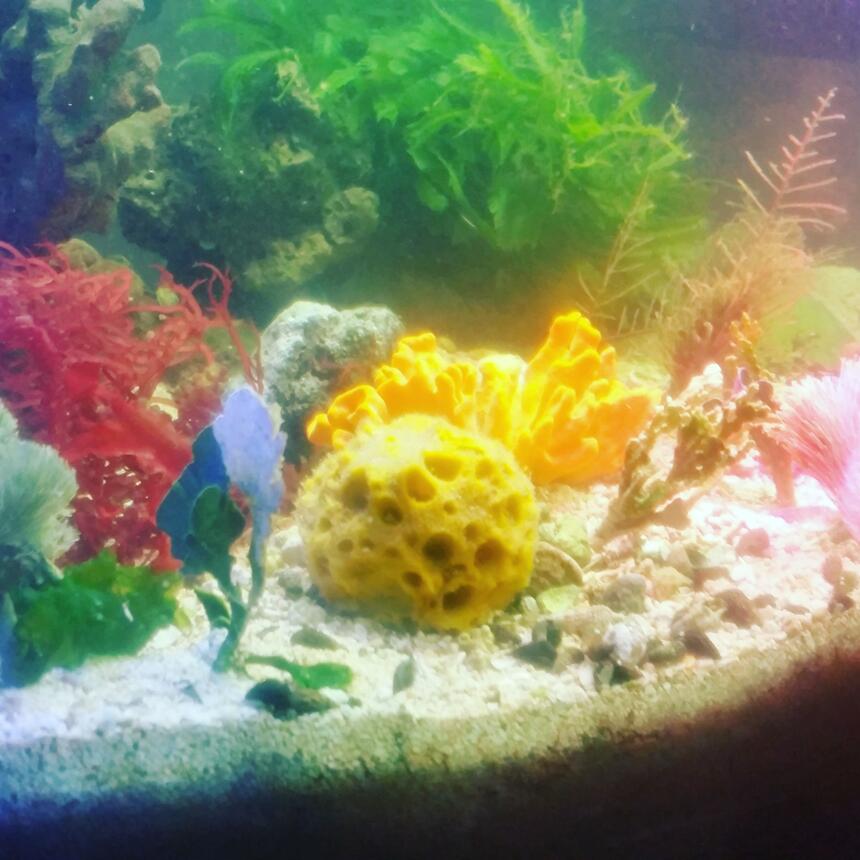 Rated #8: 40 Gallons Saltwater Fish Tank - Just my 40 gallon breeder tank macroalgae and sponges Rated #8: 40 Gallons Saltwater Fish Tank - Just my 40 gallon breeder tank macroalgae and sponges