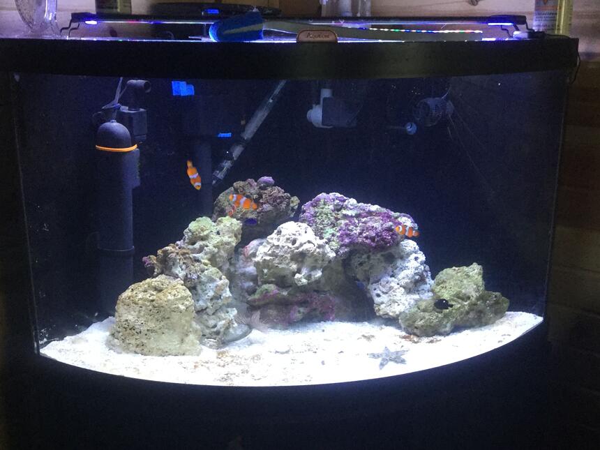 Rated #2: 125 Gallons Saltwater Fish Tank - live sand, live rock, damsels occellaris clowns, sand sifting starfish, snails, peppermint shrimp, tidal 75 filter, sterilizer, and protien skimmer 54 corner tank Rated #2: 125 Gallons Saltwater Fish Tank - live sand, live rock, damsels occellaris clowns, sand sifting starfish, snails, peppermint shrimp, tidal 75 filter, sterilizer, and protien skimmer 54 corner tank