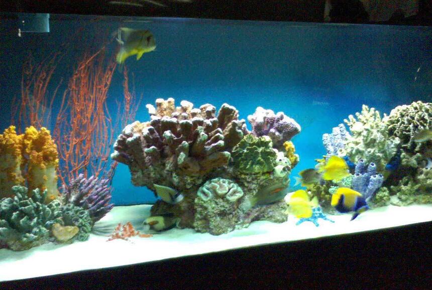 Rated #5: 180 Gallons Saltwater Fish Tank - 180 gallon tank Rated #5: 180 Gallons Saltwater Fish Tank - 180 gallon tank