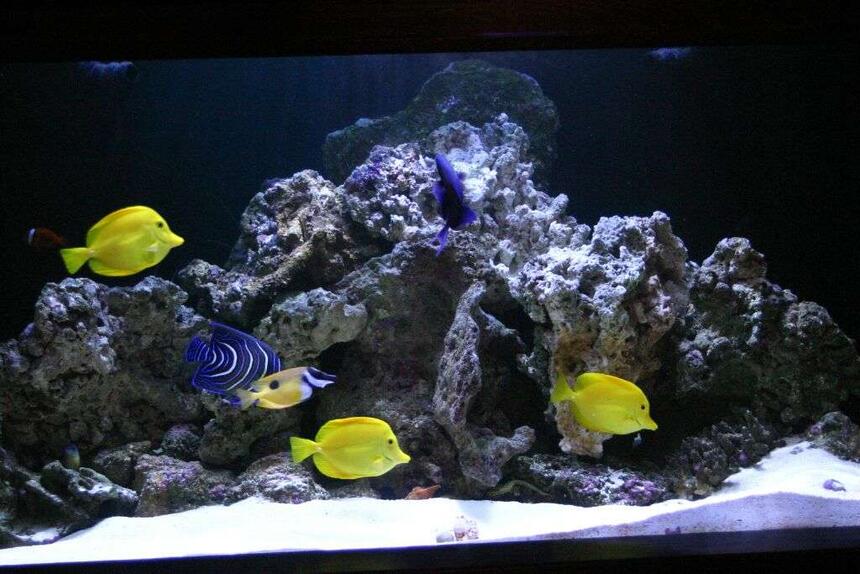 Rated #55: 190 Gallons Saltwater Fish Tank - 190 Rated #55: 190 Gallons Saltwater Fish Tank - 190