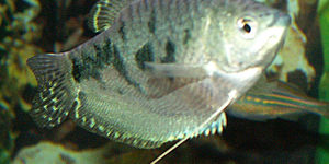 Blue Gourami