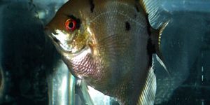 Angelfish
